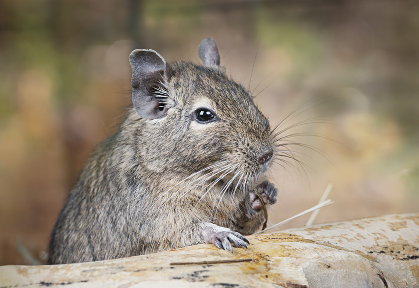 Wenn Degus krank werden: Parasitenbefall keine Seltenheit