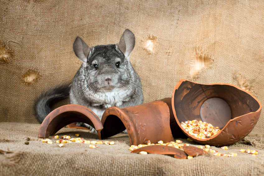 Aufgasungen beim Chinchilla