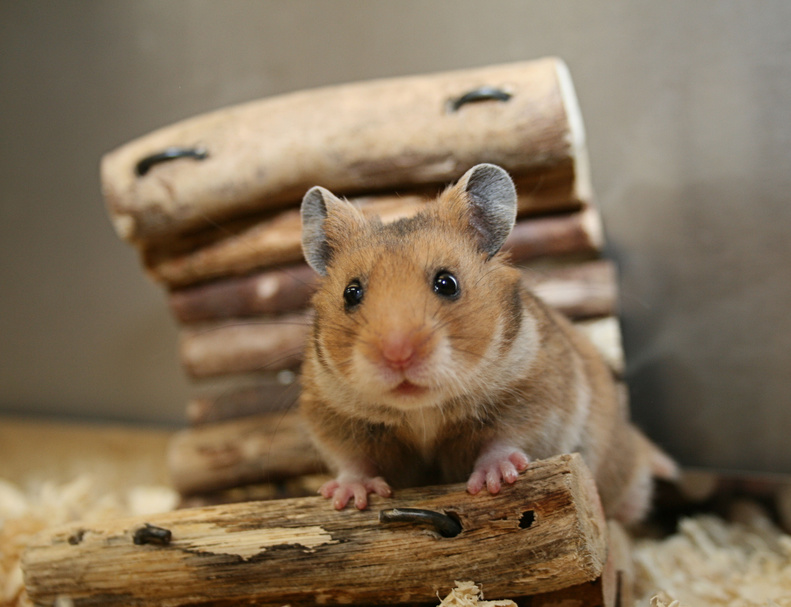 So lebt der Hamster ein glückliches Leben