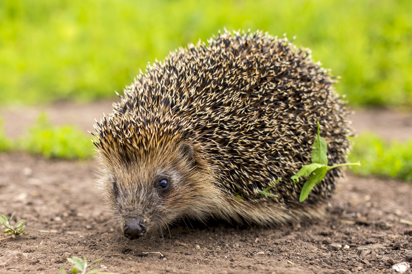 Der Igel im Winter