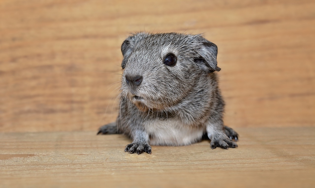 Wenn Nagetiere Schnupfen haben